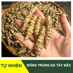 Đông Trùng Đá – Đặc Sản Tây Bắc