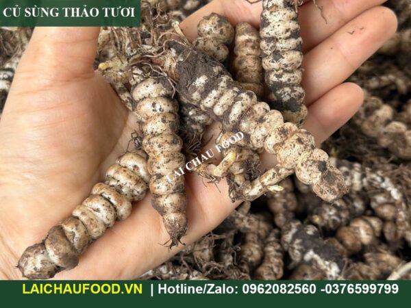 Củ Sùng Thảo (Đông Trùng Đá)
