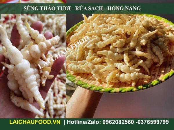 Củ Sùng Thảo (Đông Trùng Đá)