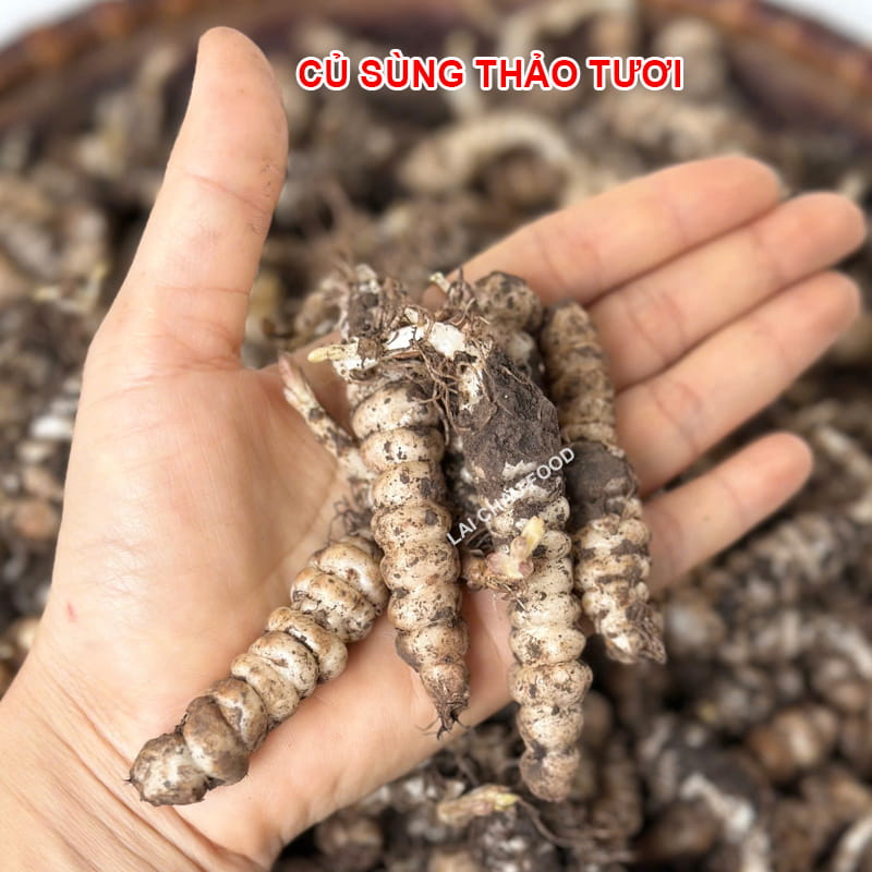 Củ sùng thảo, đông trùng đá