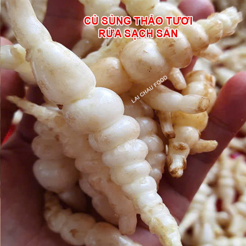 Củ sùng thảo tươi đã rửa