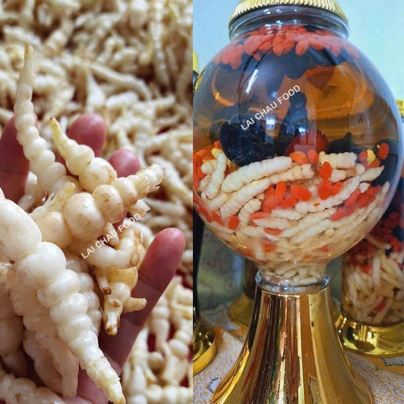 Ngâm rượu củ sùng thảo