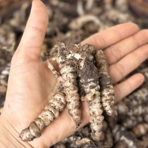 Củ sùng thảo (Đông trùng đá)