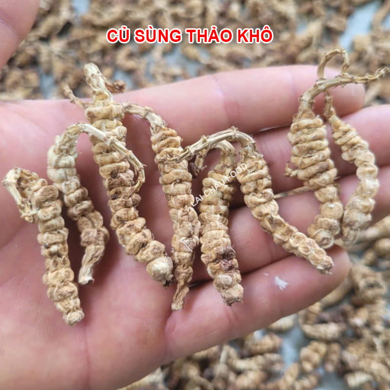 Củ sùng thảo khô - Lai Chau Food