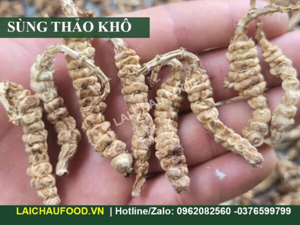 Củ Sùng Thảo (Đông Trùng Đá)