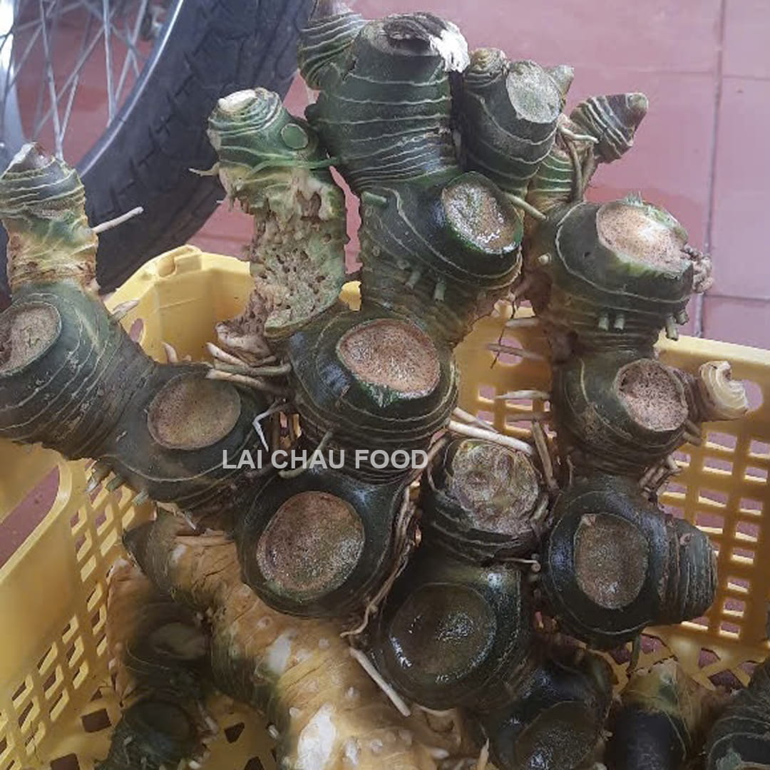 Củ hoàng tinh Lai Châu Tây Bắc