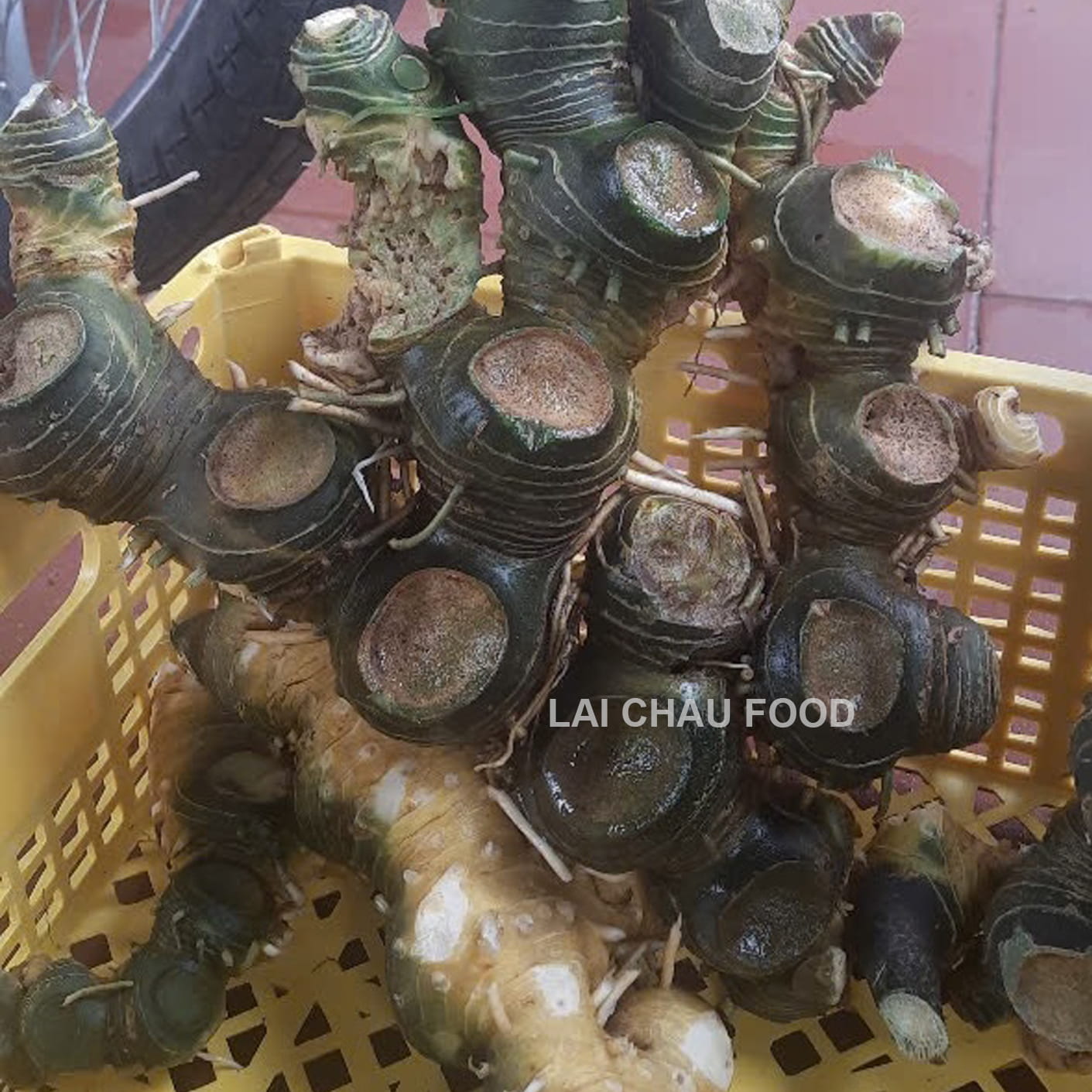 Củ hoàng tinh rừng Lai Châu Tây Bắc