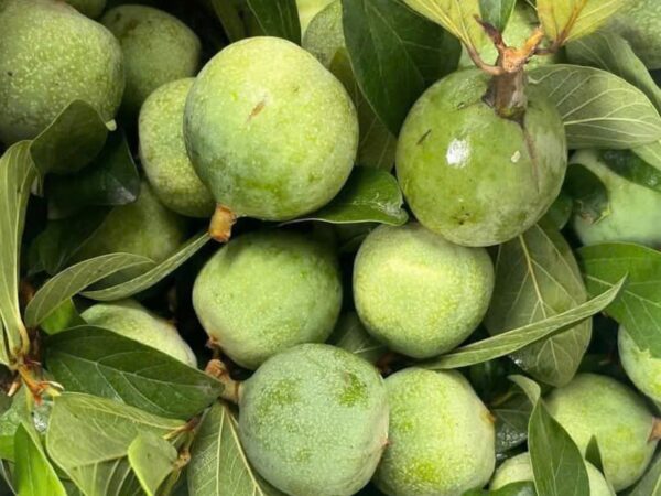 Quả Trâu Cổ - Thảo Dược Tự Nhiên Lai Châu