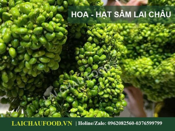 Quả Sâm Lai Châu Tây Bắc - Đặc Sản Sâm Việt Nam