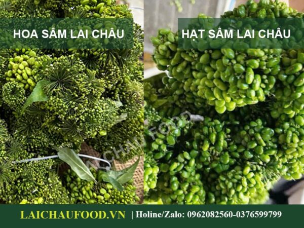 Quả Sâm Lai Châu Tây Bắc - Đặc Sản Sâm Việt Nam