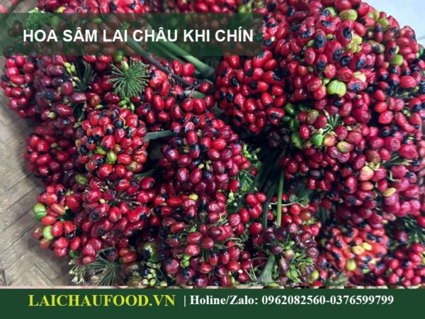 Quả Sâm Lai Châu Tây Bắc - Đặc Sản Sâm Việt Nam