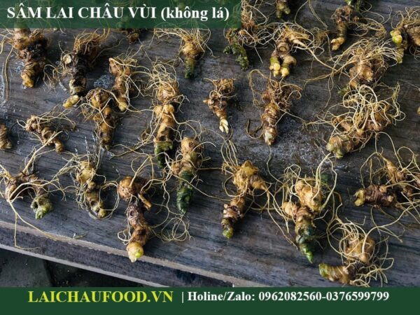 Sâm Lai Châu Vùi - Giá trị cao hơn sâm trồng