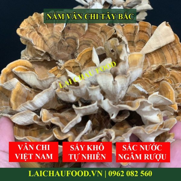 Nấm vân chi Tây Bắc - Đặc sản Lai Châu