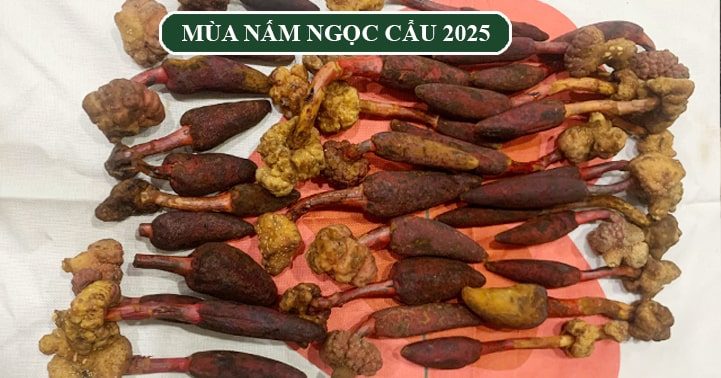 banner-tam-nam-ngoc-cau-2025