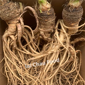 Sâm quy đá Lai Châu – Sâm quý tự nhiên Tây Bắc