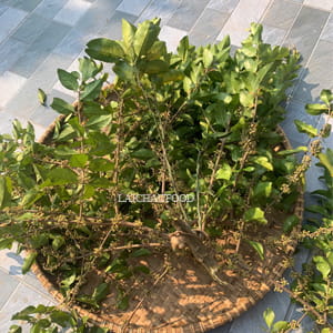 Tầm gửi bưởi – Thảo mộc tự nhiên