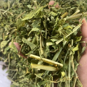 Cây xương khỉ (cây bìm bịp) Tây Bắc