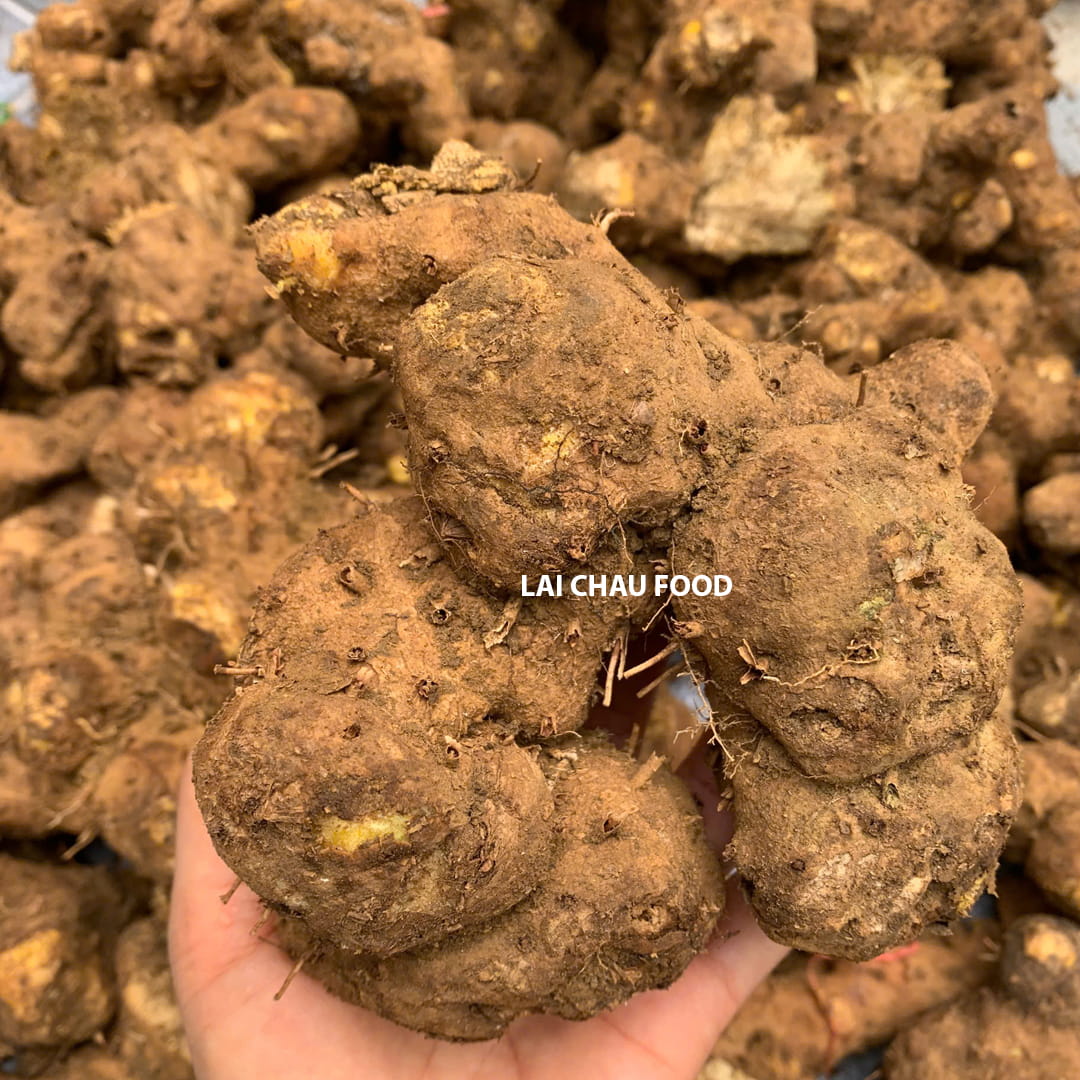 Nần nghệ vàng Tây Bắc