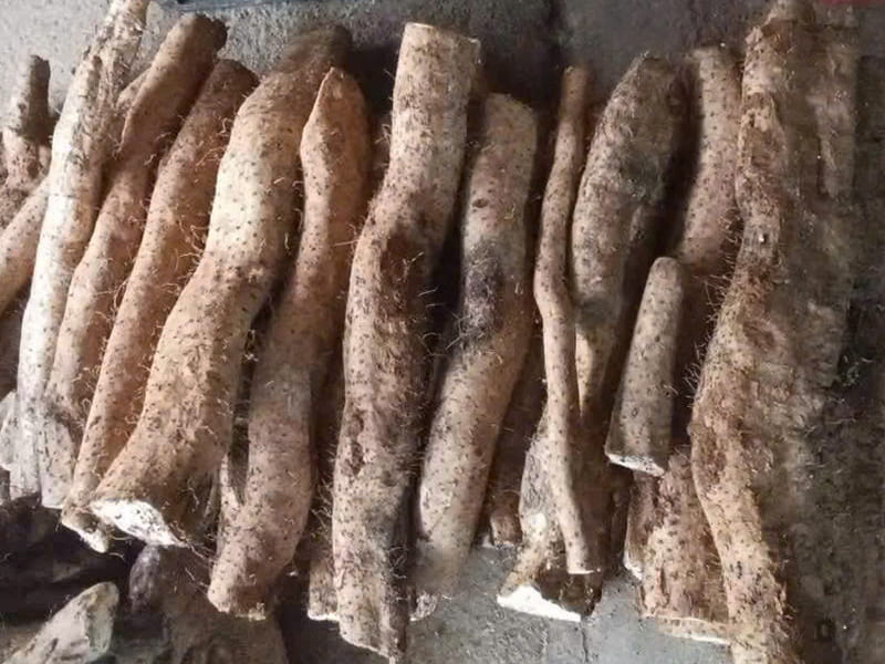 Củ mài tươi Lai Châu