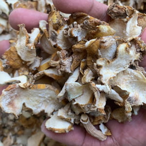 Củ Hoàng Tinh Sấy Khô Tây Bắc – Túi 1kg