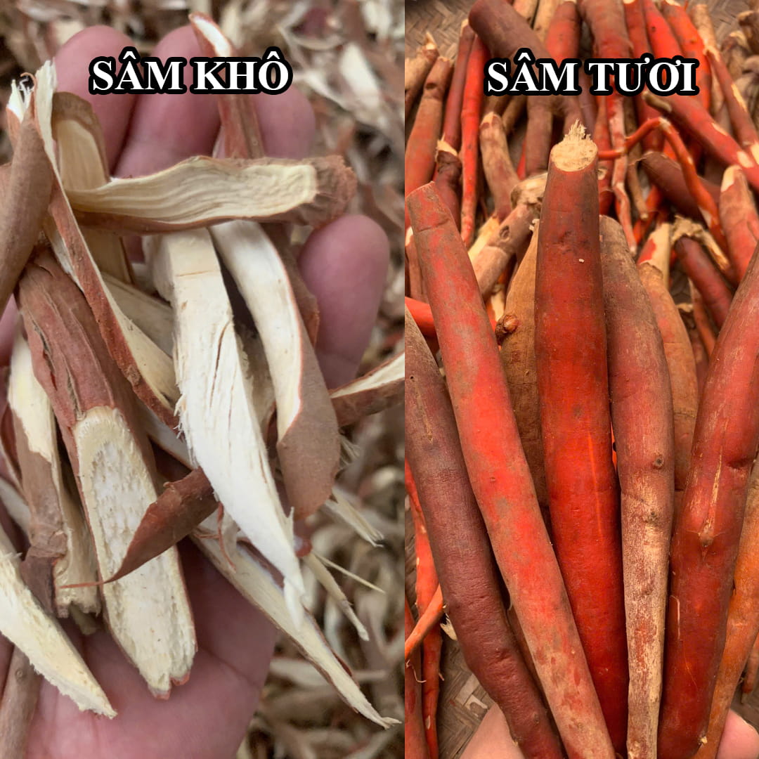 Sâm cau đỏ tươi và khô