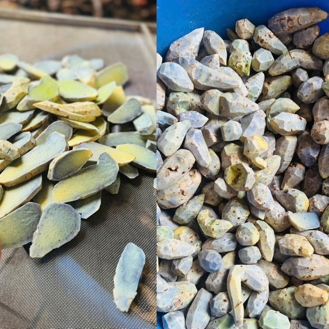Nghệ đen Sìn Hồ Lai Châu